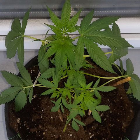 White Widow Auto RQS growlog photo: Morning 