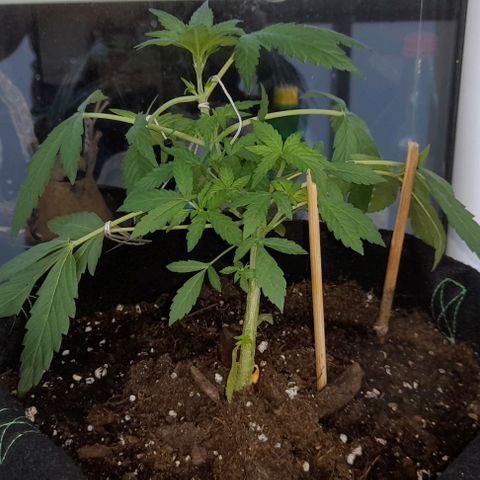 White Widow Auto RQS growlog photo: Morning 