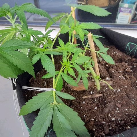 White Widow Auto RQS growlog photo: 2pm