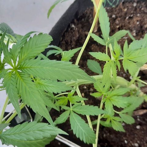 White Widow Auto RQS growlog photo: 2pm
