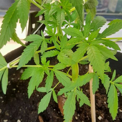 White Widow Auto RQS growlog photo: 7pm fed