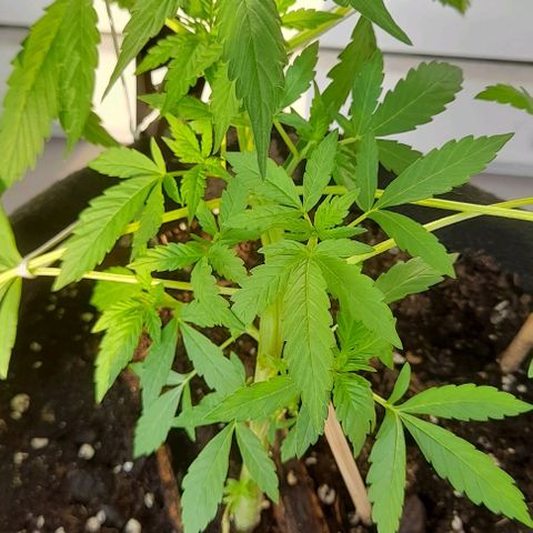 White Widow Auto RQS growlog photo: 7pm fed