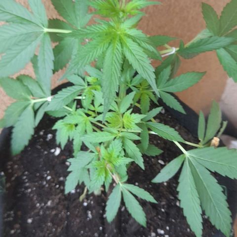 White Widow Auto RQS growlog photo: Morning