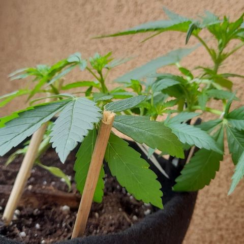White Widow Auto RQS growlog photo: Morning