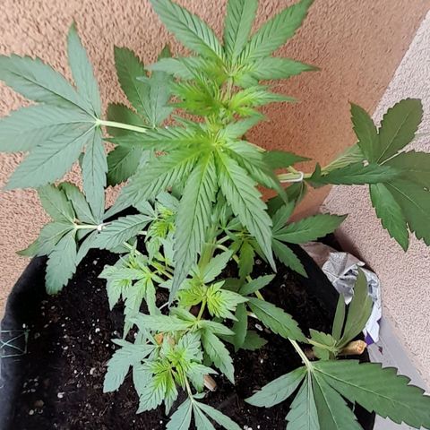 White Widow Auto RQS growlog photo: Morning