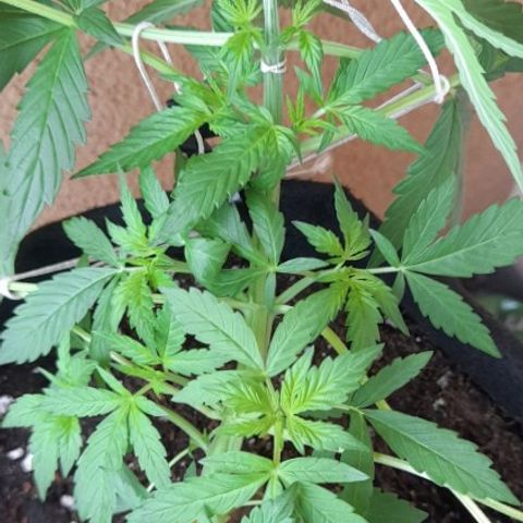 White Widow Auto RQS growlog photo: 1pm lst top leaves to clear cola