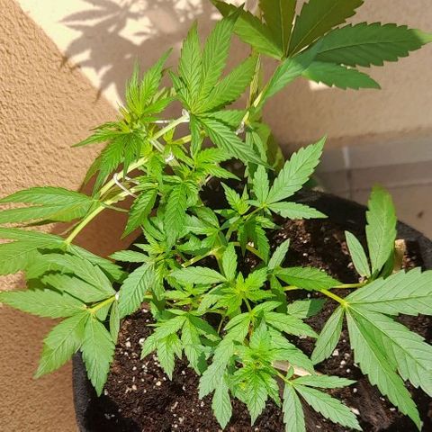 White Widow Auto RQS growlog photo: 4pm