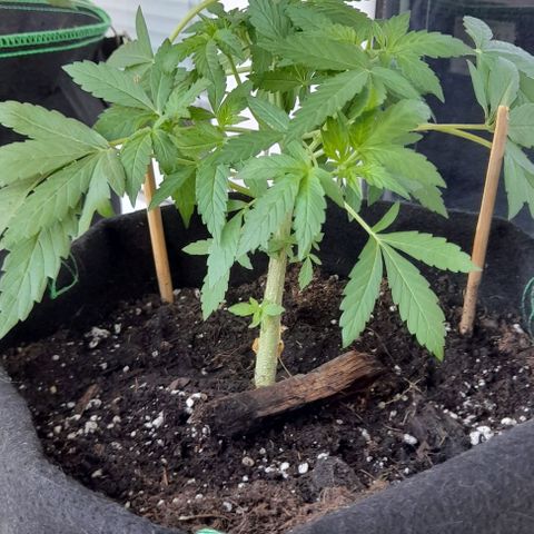 White Widow Auto RQS growlog photo: Morning 