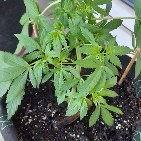 White Widow Auto RQS growlog photo: Morning 