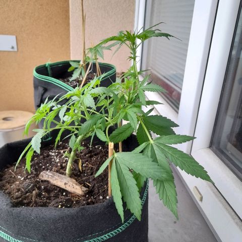 White Widow Auto RQS growlog photo: Morning 