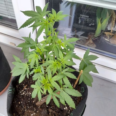White Widow Auto RQS growlog photo: Morning 