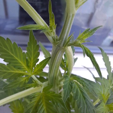 White Widow Auto RQS growlog photo: Hitting pre flower slowly on the main cola \○/