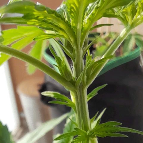 White Widow Auto RQS growlog photo: Showing pitils on cola!!!??