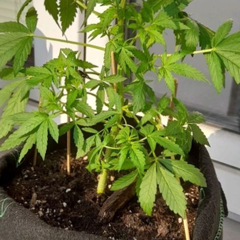 White Widow Auto RQS growlog photo: End of training  as stress can delay flowering