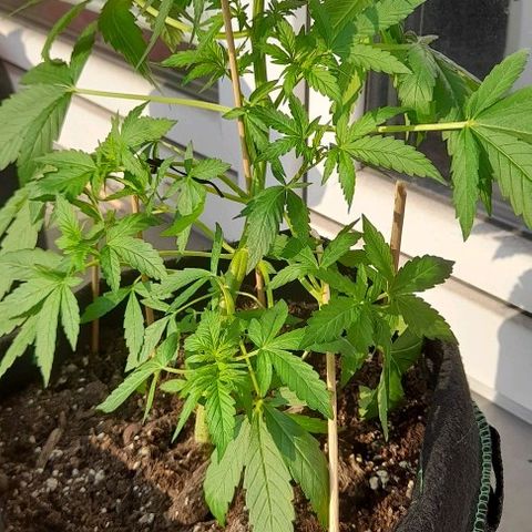 White Widow Auto RQS growlog photo: End of training  as stress can delay flowering