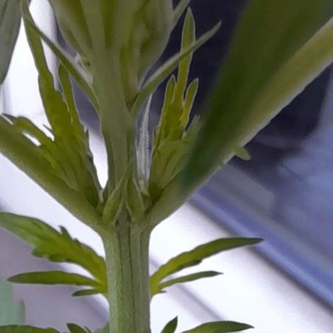 White Widow Auto RQS growlog photo: Pistils on main cola!