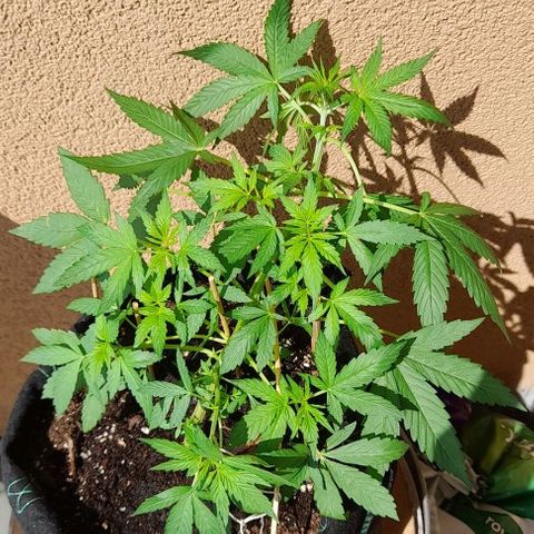 White Widow Auto RQS growlog photo: Lowered the apical to the same lvl as others. Fed and taking the sun. 2.20pm