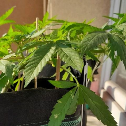 White Widow Auto RQS growlog photo: 6.29PM