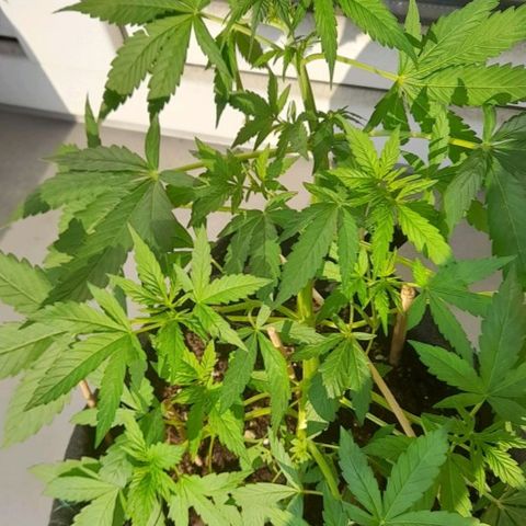 White Widow Auto RQS growlog photo: 6.29PM