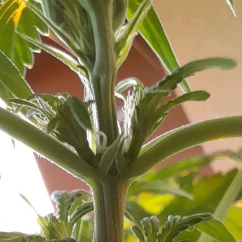 White Widow Auto RQS growlog photo: 8PM close up, pistils.