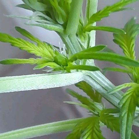 White Widow Auto RQS growlog photo: 9AM 