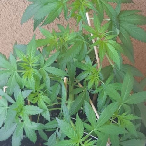 White Widow Auto RQS growlog photo: 9.30am