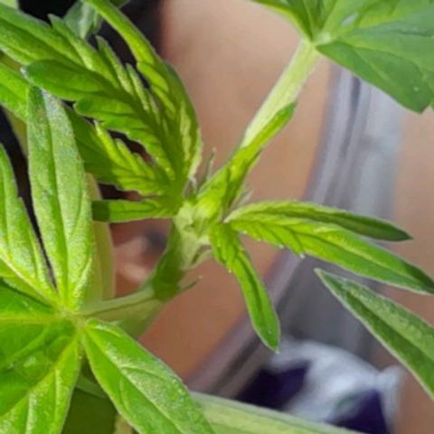 White Widow Auto RQS growlog photo: Flowering 💐