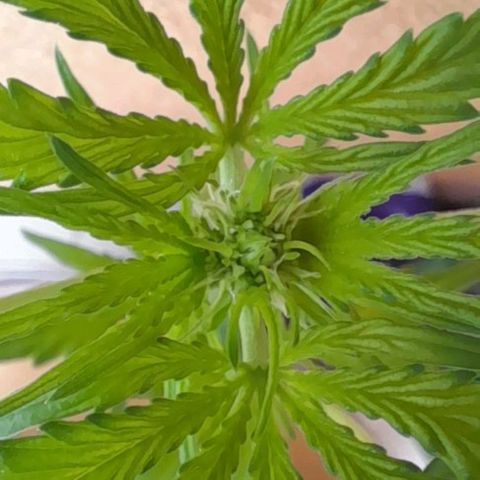 White Widow Auto RQS growlog photo: Flowering 💐
