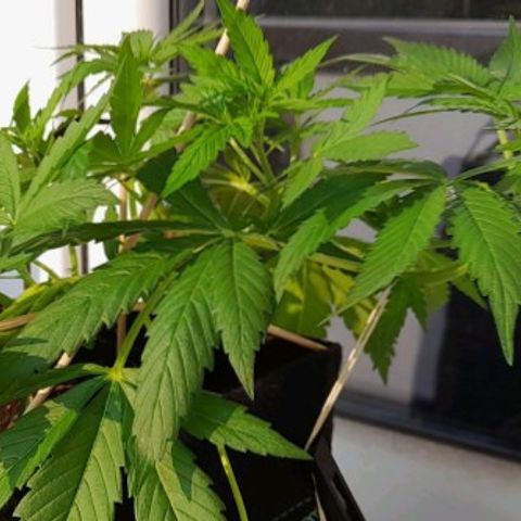 White Widow Auto RQS growlog photo: 7pm