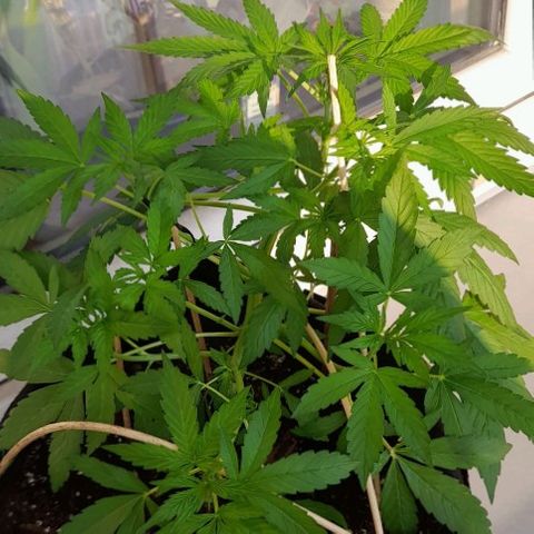 White Widow Auto RQS growlog photo: 7pm