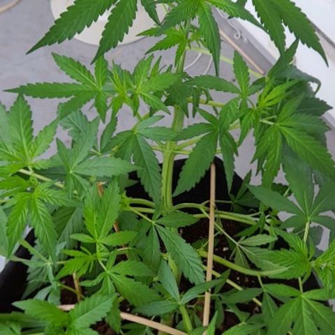 White Widow Auto RQS growlog photo: 11am