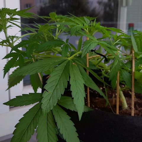 White Widow Auto RQS growlog photo: 11am