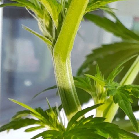 White Widow Auto RQS growlog photo: 11am