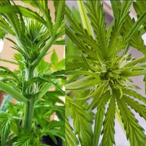 White Widow Auto RQS growlog timeline photo