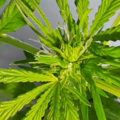 White Widow Auto RQS growlog photo: Midday
