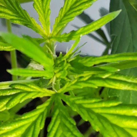 White Widow Auto RQS growlog photo: Midday