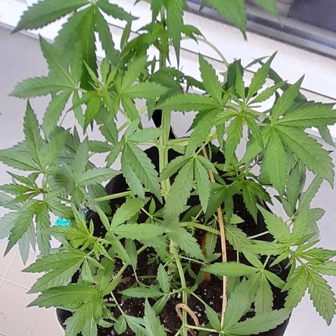 White Widow Auto RQS growlog photo: Midday