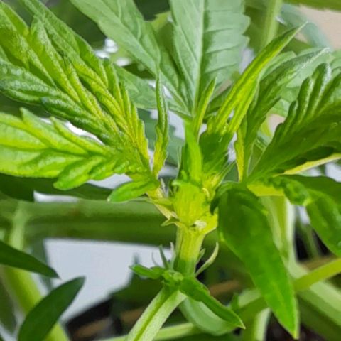 White Widow Auto RQS growlog photo: Midday