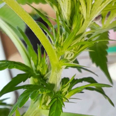 White Widow Auto RQS growlog photo: Midday