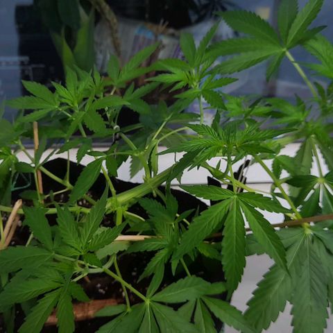White Widow Auto RQS growlog photo: Afternoon 