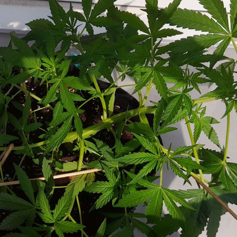 White Widow Auto RQS growlog photo: Afternoon 