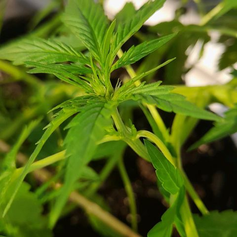 White Widow Auto RQS growlog photo: 7pm