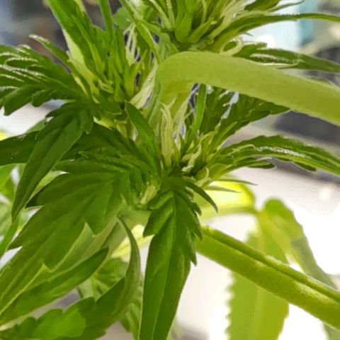 White Widow Auto RQS growlog photo: 7pm
