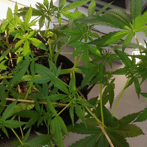 White Widow Auto RQS growlog photo: 7pm