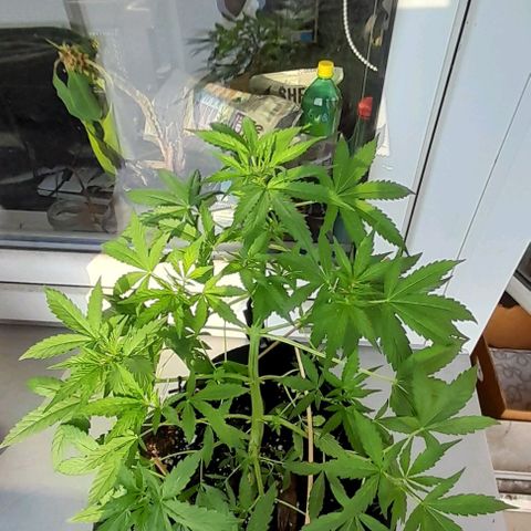 White Widow Auto RQS growlog timeline photo