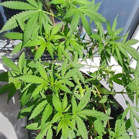 White Widow Auto RQS growlog timeline photo