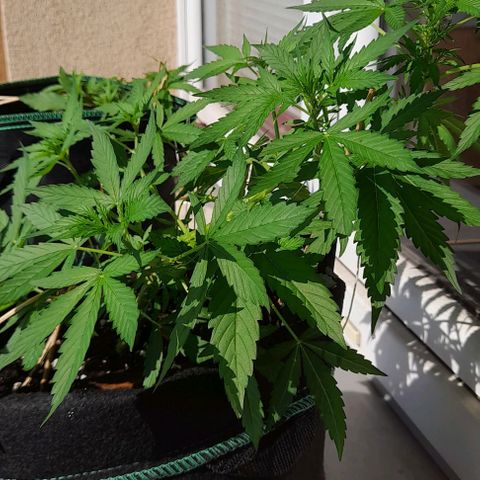 White Widow Auto RQS growlog timeline photo