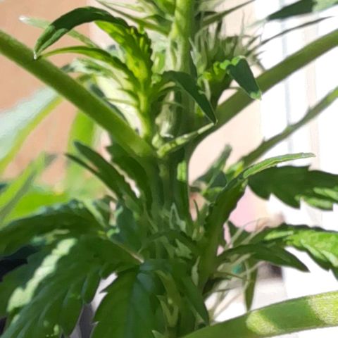 White Widow Auto RQS growlog timeline photo
