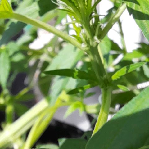 White Widow Auto RQS growlog timeline photo