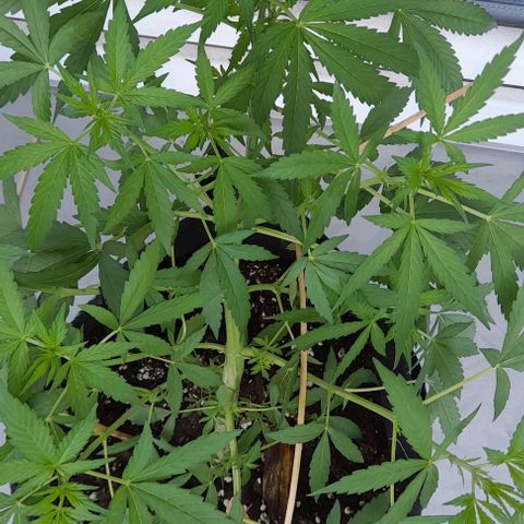 White Widow Auto RQS growlog timeline photo